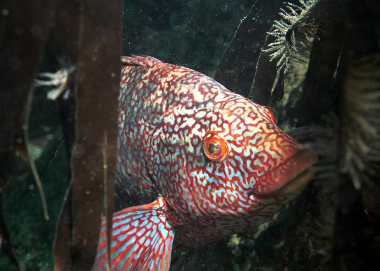 Wrasse Scotland