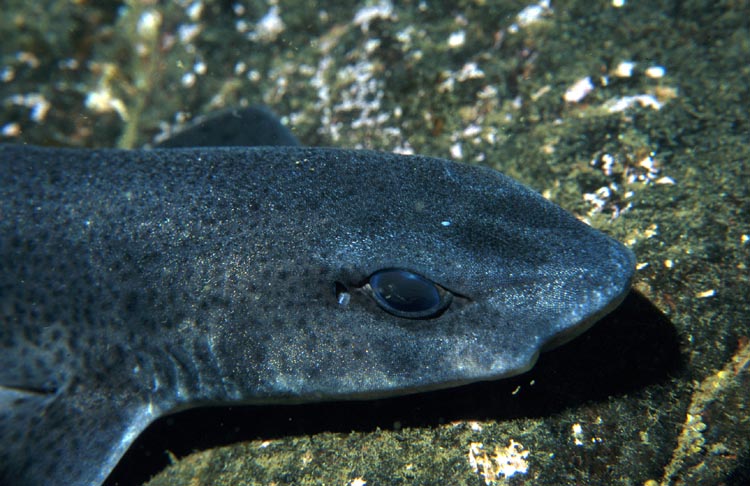Dog Fish