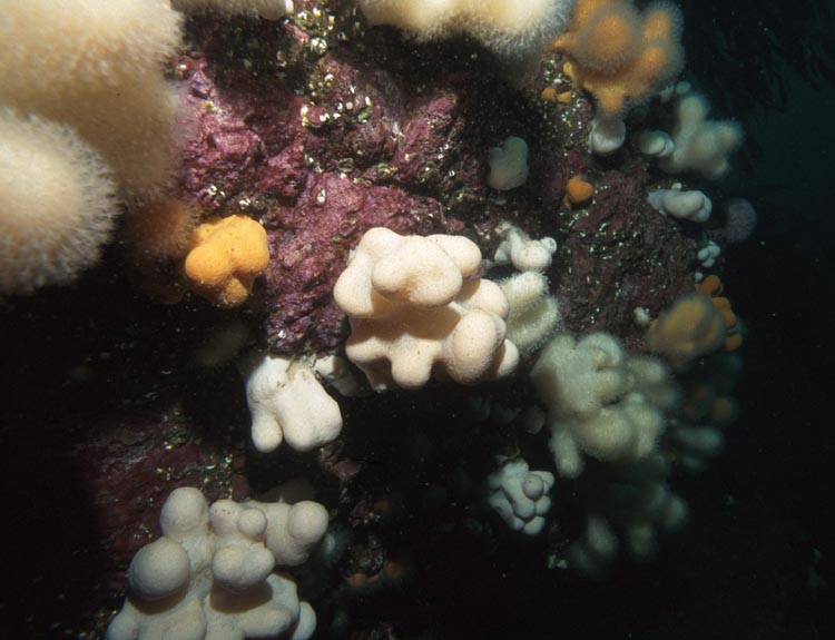 Reef In Scotland
