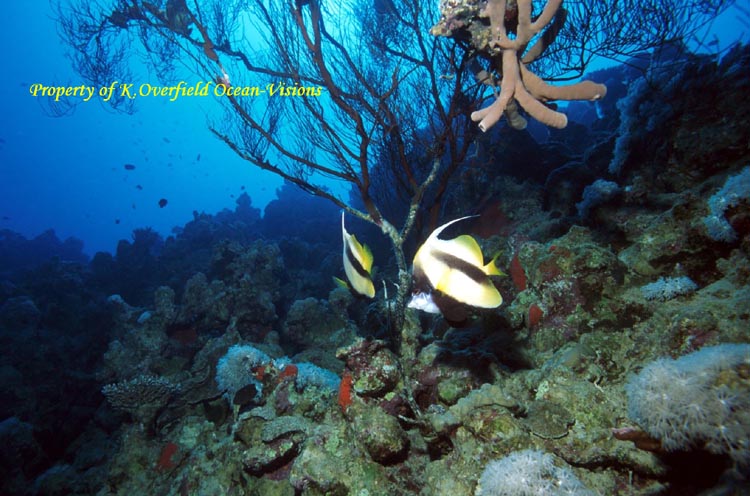 Reef Forrest