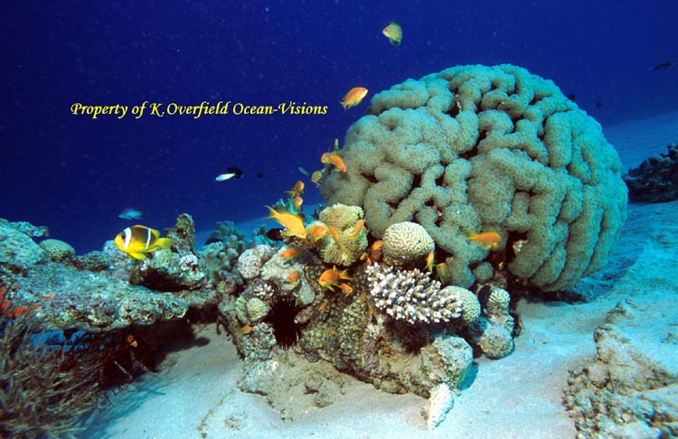 Reef Scene Jordan