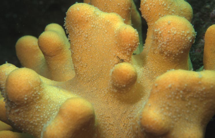 Yellow Sponge