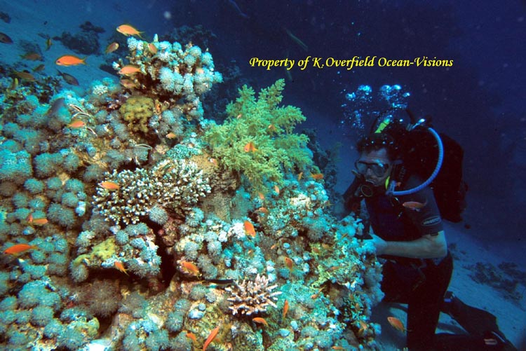 Diver On Reef