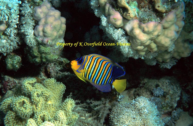 Royal Angel Fish