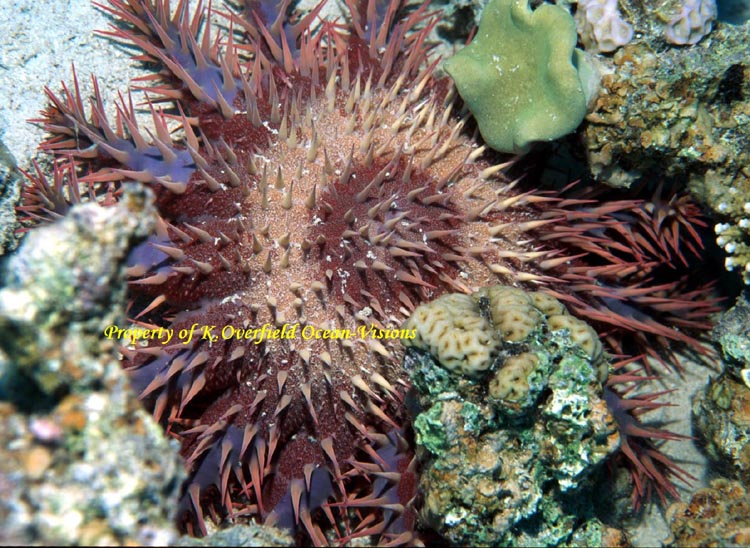 Crown of Thorns