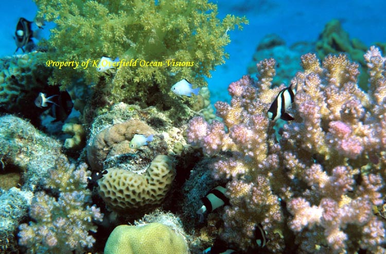 Reef Top