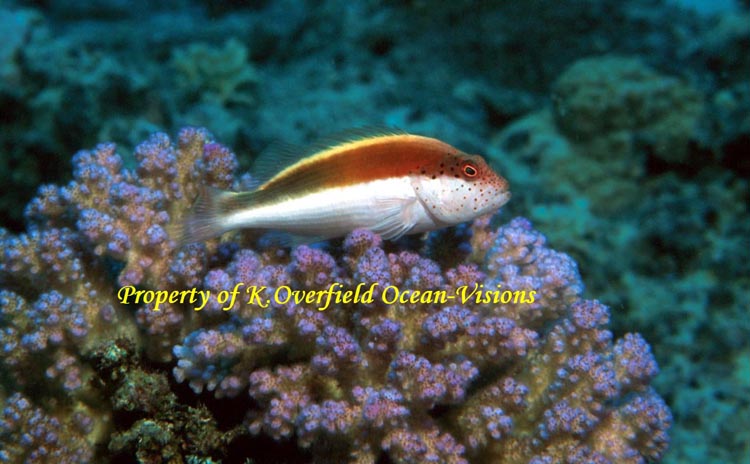 Brown Spotted Perch
