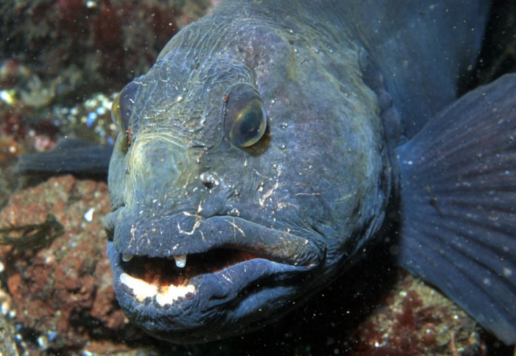 Wolf Fish
