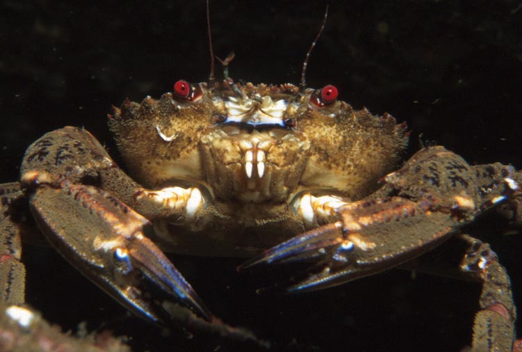 Velvet crab