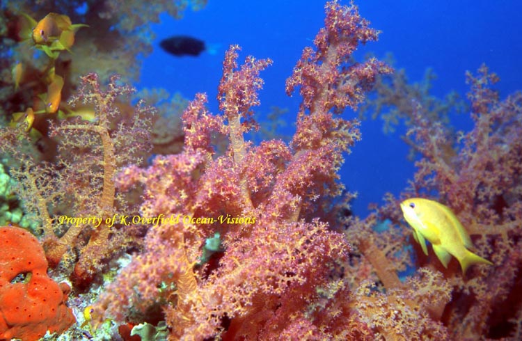 Soft Coral&Fish 