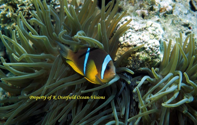 Clown Fish