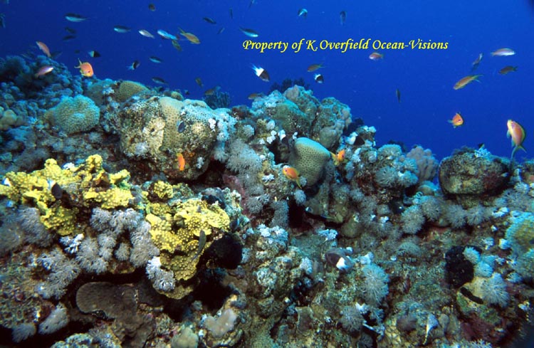 Typical Reef Scene