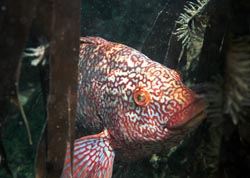Wrasse Scotland