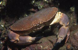 Edible Crab