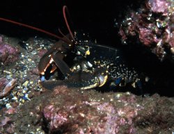 Lobster