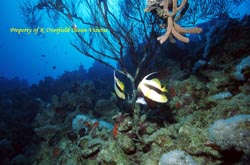Reef Forrest