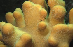 Yellow Sponge