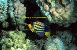 Royal Angel Fish
