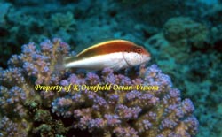 Brown Spotted Perch