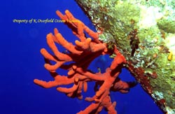 Red Coral