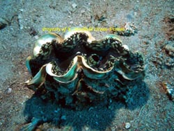 Tridacna Clam