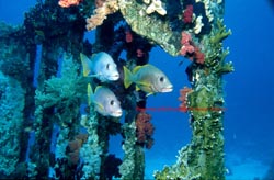 Yolanda Wreck Sharm